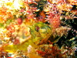 Mystery blenny fish, Parablennius incognitus, Mediterranean sea, France
