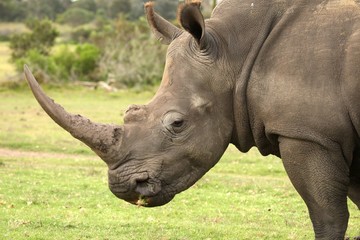 Wall Mural - White Rhino Profile