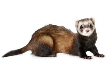 Canvas Print - Ferret on white background