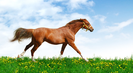 Wall Mural - Trakehner sorrel stallion gallops in field