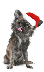 Wall Mural - Chihuahua puppy in Christmas hat