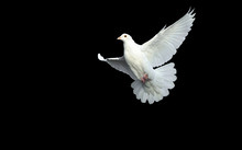 White Dove In Free Flight