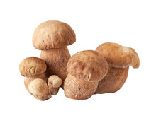 Mushroom On White Background