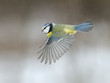 Blue Tit flying over snow background
