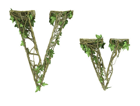 Ivy plant font nature