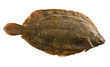 Torbay sole, or witch flounder (Glyptocephalus cynoglossus)