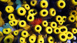 sea sponges Aplysina aerophoba, Caribbean sea