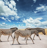 Fototapeta Fototapeta z zebrą - Zebra