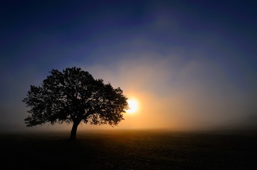  lonely tree on field at dawn