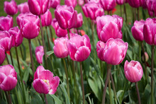Pink Tulips In Green Field