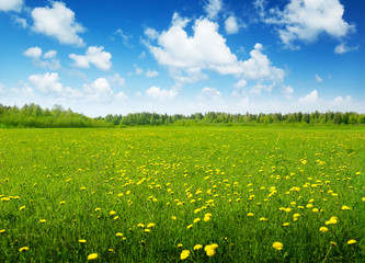 Sticker - field of spring flowers and sunny day