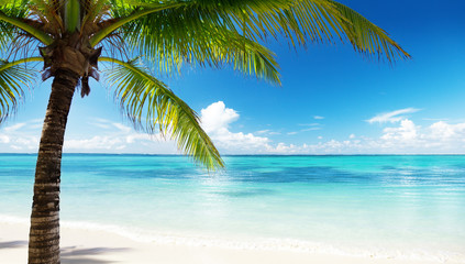 Wall Mural - palm and sea