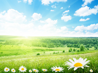 field of daisy flowers