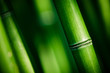 Bambou zen 