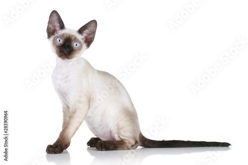 Fotografía Devon-rex cat on white background