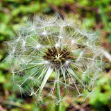 Fototapeta Dmuchawce - dandellion clock flower, kleftis