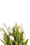 Fototapeta Kwiaty - beautiful tulips