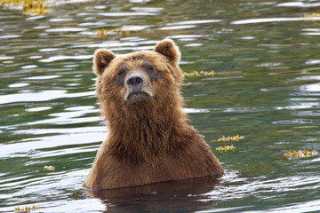 bear bath