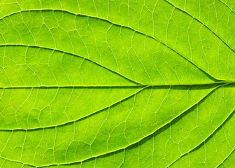 leaf texture