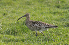 Curlew Feeding On Vomb Wetlands, Scania Sweden
