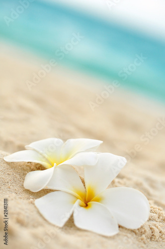 Naklejka dekoracyjna Tempelblume am Strand