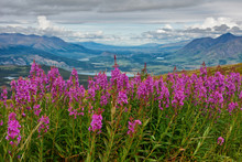 Blooming Yukon Fireweed