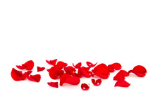 Red Rose Petals Isolated On White