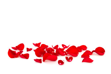 Poster - red rose petals isolated on white