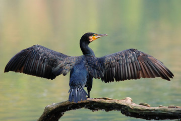 cormorant