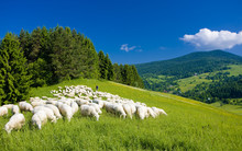 Sheep Herd, Mala Fatra, Slovakia