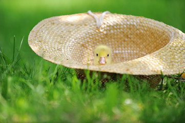 Wall Mural - fluffy  duckling