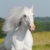 Fototapeta Konie - white horse run gallop