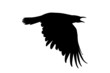 black raven flying isolate