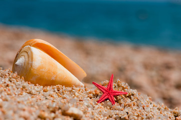 Wall Mural - Red starfishes