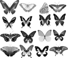Sixteen Gray Butterflies