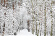 Snow covered forest - Winter impression