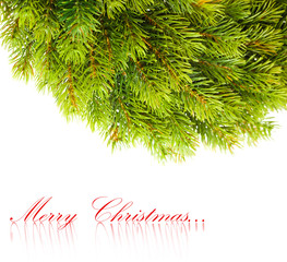 Poster - branch of Christmas tree on white