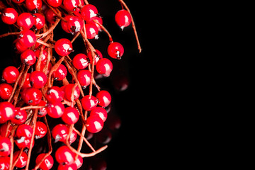 Poster - european holly isolated on white background (shallow DOF)