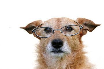 Dog wearing glasses