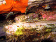 Brown shrimp, Crangon crangon, on a rock underwater, Mediteranean sea, Cadaques, Costa Brava, Catalonia, Spain