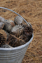 Pine Cones In A Bucket