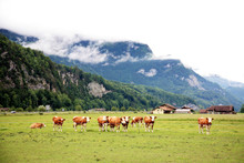 Group Cows On The Field In Deeply Mist In Alps