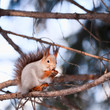 Squirrel with a nut sitting on a branch