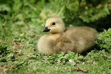 Canada Goose Gosling On Grass