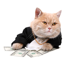 Red cat sitting on the dollar on the white background, Christmas