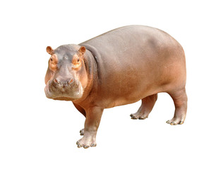 Sticker - hippopotamus isolated