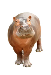 Sticker - hippopotamus isolated