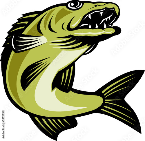 Download Walleye Fish Jumping Stock Vector Adobe Stock