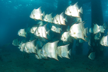 Atlantic Spadefish under a bridge in south east Florida