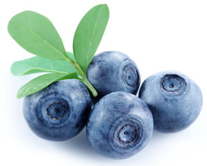 Wall Mural - Four blueberries on a white background.